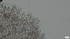 Rhizochaete radicata