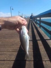 Genyonemus lineatus