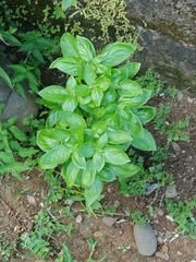 Ocimum campechianum