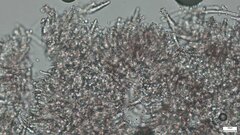 Rhizochaete radicata
