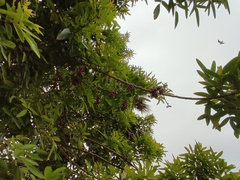 Schinus molle