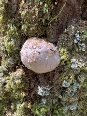 Fomitopsis pinicola