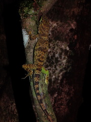 Anolis biporcatus
