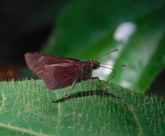Eutychide complana