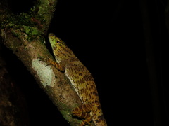 Anolis biporcatus