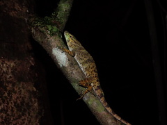 Anolis biporcatus