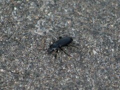 Pterostichus melanarius