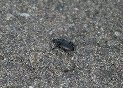 Pterostichus melanarius