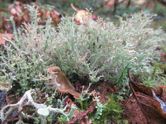 Cladonia scabriuscula