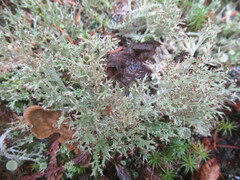 Cladonia scabriuscula