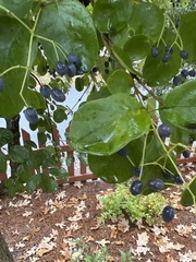 Chionanthus retusus
