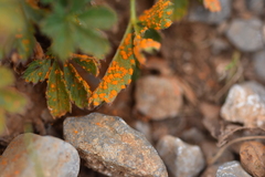 Phragmidium potentillae