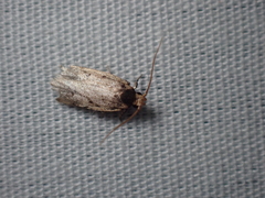 Hoplostega ochroma