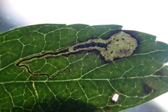 Stigmella hybnerella