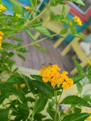 Lantana depressa