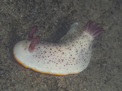 Goniobranchus daphne