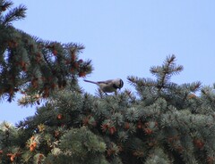 Poecile gambeli