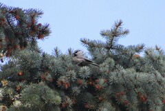 Poecile gambeli