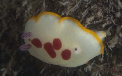 Goniobranchus splendidus