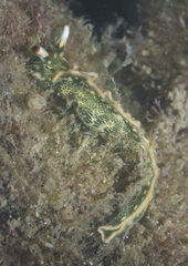 Thuridilla carlsoni