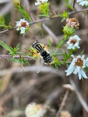 Helophilus latifrons