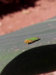 Cicadellinae