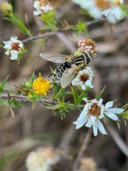 Helophilus latifrons