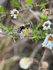 Helophilus latifrons