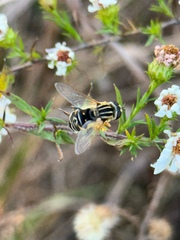 Helophilus latifrons