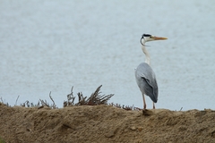 Ardea cinerea