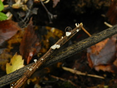 Calyptella capula