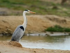 Ardea cinerea