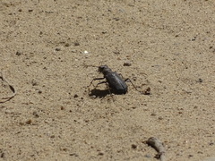 Cicindela longilabris