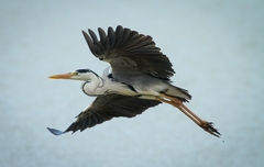 Ardea cinerea