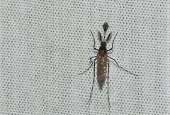 Coquillettidia perturbans