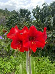Hippeastrum
