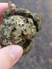 Callirhytis quercuspunctata