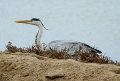 Ardea cinerea