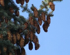 Sitta canadensis