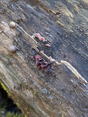 Ascocoryne cylichnium