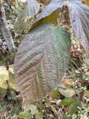 Rubus canadensis