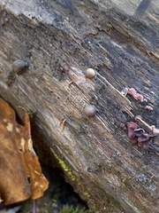 Ascocoryne cylichnium