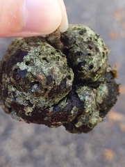 Callirhytis quercuspunctata