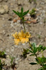 Diplacus grandiflorus