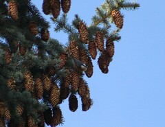 Sitta canadensis