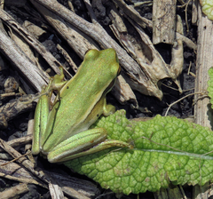 Boana pulchella