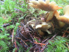 Lactarius scrobiculatus