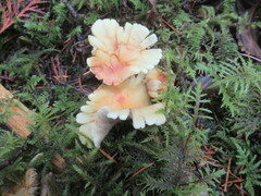 Lactarius scrobiculatus