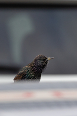 Sturnus vulgaris