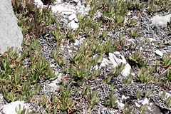 Carpobrotus mellei